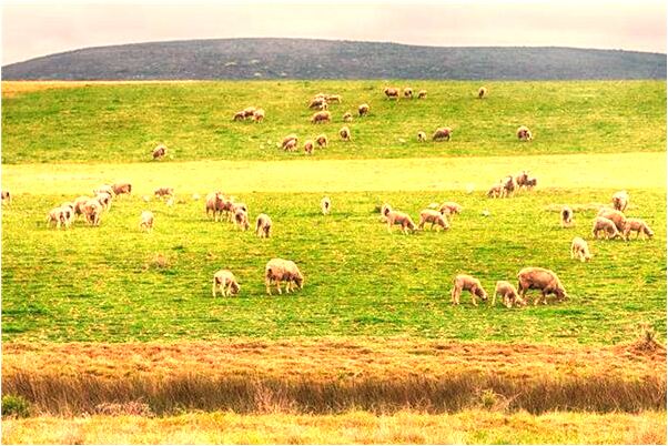 夢到了偷了很多水果有什麼寓意嗎_周公解夢官網