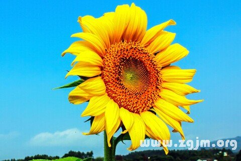 Dream of the sunflower