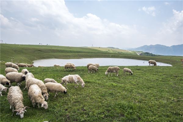 1979年屬羊2021年沖太歲運勢如何 43歲牛年犯太歲如何化解劫難_十二生肖