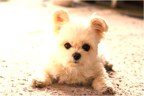 夢見探照燈是不是好的徵兆呢_周公解夢官網