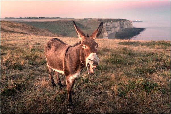 夢到了做和海上有關的生意是什麼徵兆_周公解夢官網