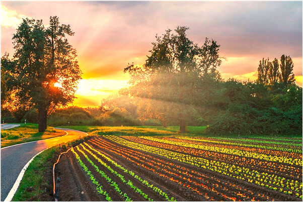 夢見左胸潰爛啥意思_周公解夢官網