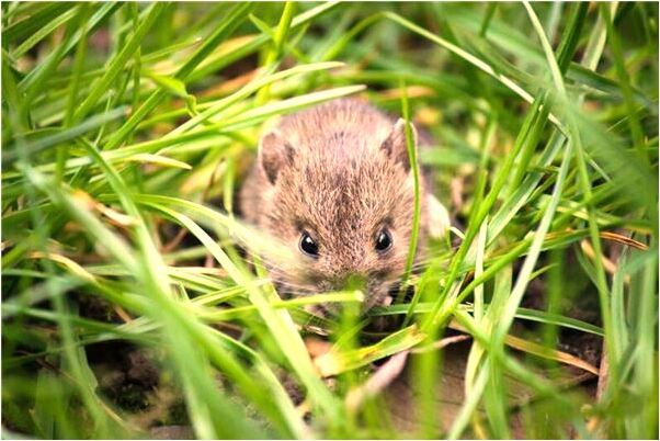 夢到了回家喝酒預示什麼_周公解夢官網