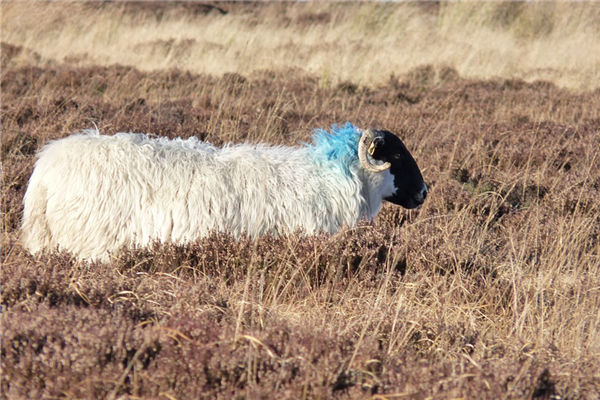1955年是屬什麼屬相_十二生肖
