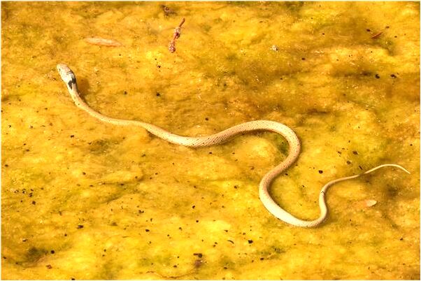 夢到頭玉米吃是什麼意思？_周公解夢官網