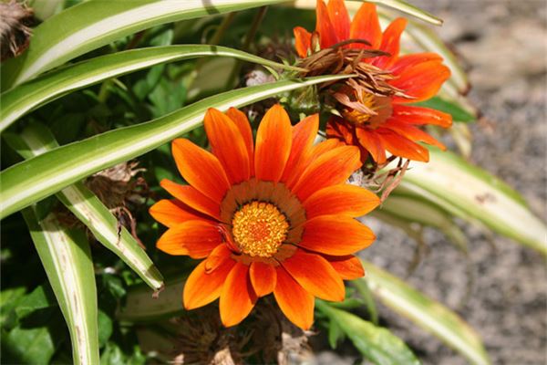 夢見花_周公解夢