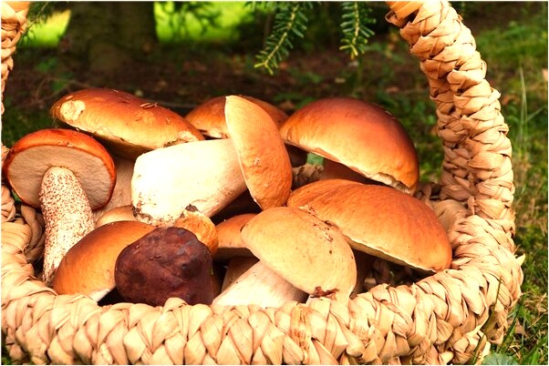 夢到夢親人死而復生啥意思_周公解夢官網