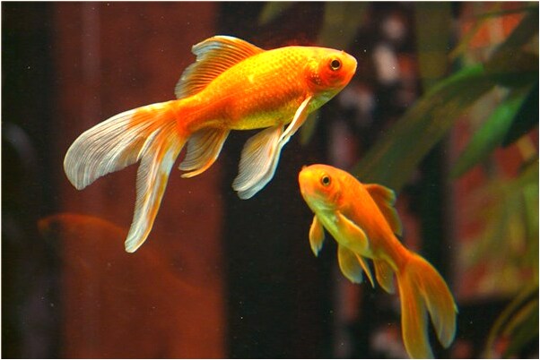 夢到捉烏龜準備去放生是什麼意思？_周公解夢官網