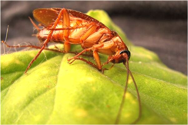 夢見抓黃善並殺死預示什麼_周公解夢官網