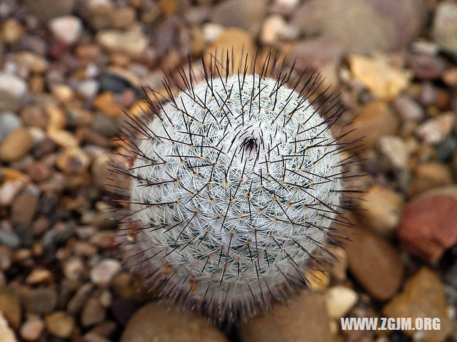 夢見小孩長牙_周公解夢夢到小孩長牙是什麼意思_做夢夢見小孩長牙好不好_周公解夢官網