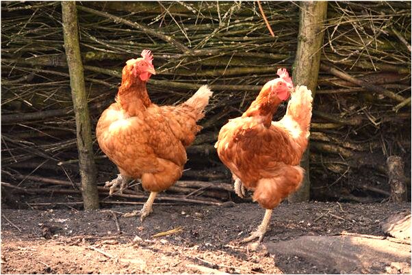 夢到去世的母親尿尿是什麼意思？_周公解夢官網