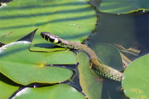 夢見蛇魚意味著什麼_周公解夢