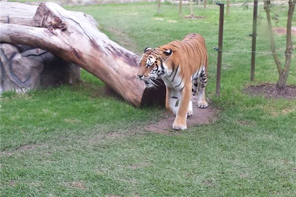 1962年屬虎人2021年運勢及命運 60歲生肖虎在牛年每月運程如何_十二生肖