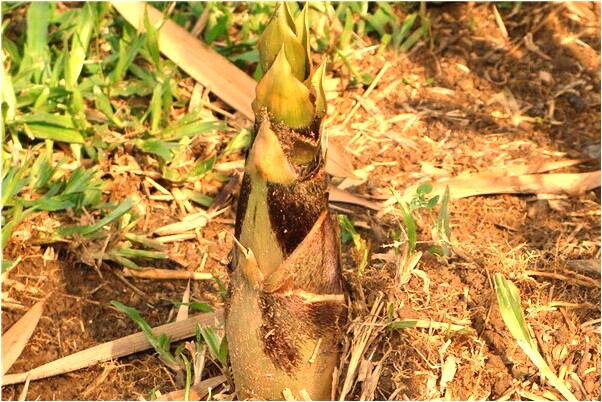 夢見自家女兒死去一月有生有什麼預示嗎_周公解夢官網
