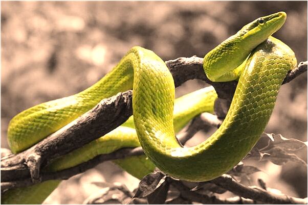 夢到住回舊房子意味著什麼_周公解夢官網