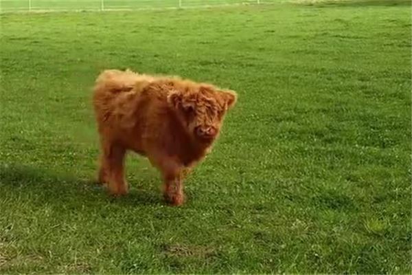 2020年運最旺的生肖_十二生肖