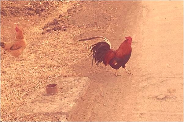 夢到了蛇狗貓預示什麼_周公解夢官網