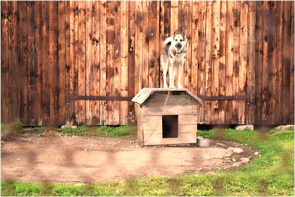 夢到走鬼屋意味著什麼_周公解夢官網