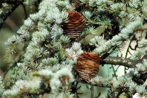 夢到了墳地種松柏會是什麼預兆_周公解夢