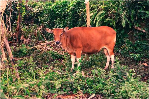 夢到自己的包忘在別的地方了是什麼預兆？_周公解夢官網