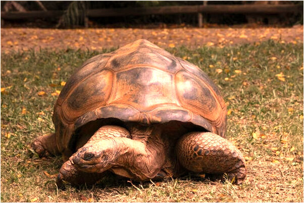 夢到了樹死了代表什麼_周公解夢官網