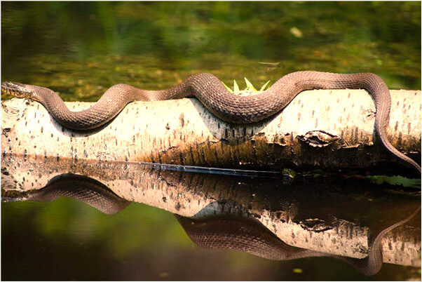 夢見考試還有題沒做會是什麼預兆_周公解夢官網