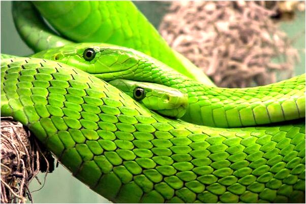 夢到了綠色的褲襪怎么搭配什麼預兆_周公解夢官網