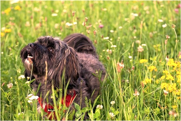 夢到家裡有好多房子是什麼預兆？_周公解夢官網