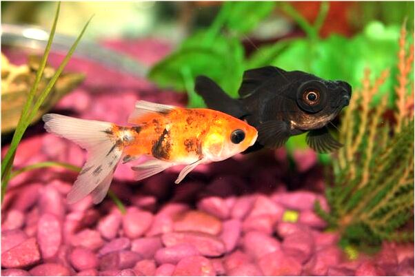 夢到被人踩了一腳很疼會是什麼預兆_周公解夢官網