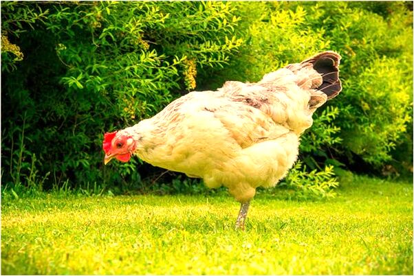 夢見太陽傷人會有什麼預兆_周公解夢官網