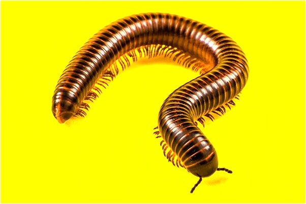 夢見老婆掉水裡淹死了是好是壞_周公解夢官網