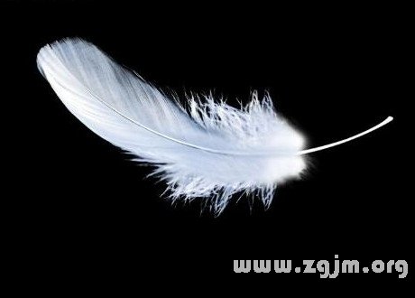 Dream of feather feather