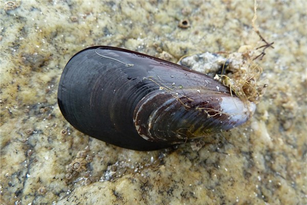 夢到了海產是什麼意思_周公解夢