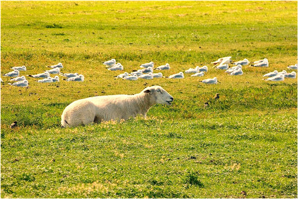 夢到被送進大牢代表著什麼_周公解夢官網