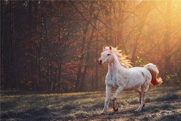 屬馬的女人有何弱點_十二生肖