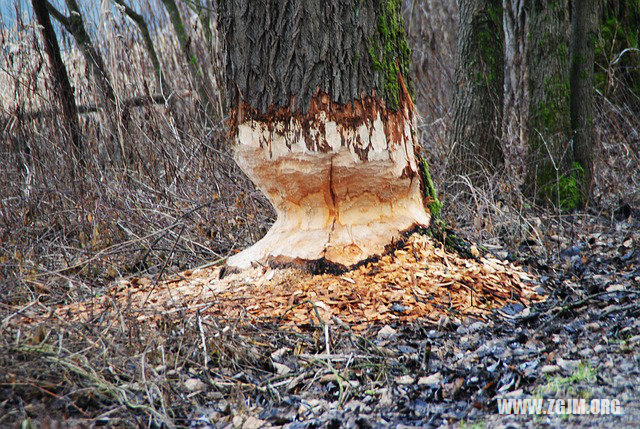 夢見毒蛇逃走_周公解夢夢到毒蛇逃走是什麼意思_做夢夢見毒蛇逃走好不好_周公解夢官網