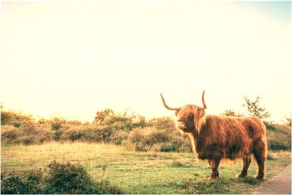 夢到了生日時蛋糕融化了有什麼含義_周公解夢官網