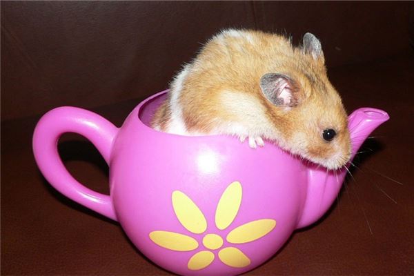 屬鼠人的性格如何_十二生肖