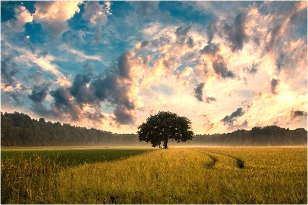 夢到了別人把蛇砍斷是凶兆還是吉兆_周公解夢官網