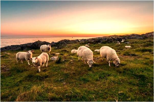 夢見被別人罵哭了代表著什麼_周公解夢官網
