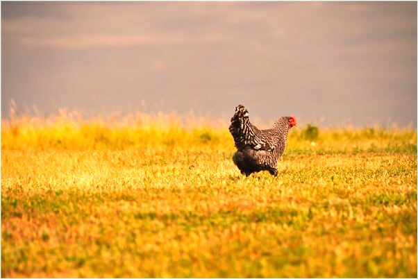 夢到飛蟲飛到臉上是啥預兆_周公解夢官網