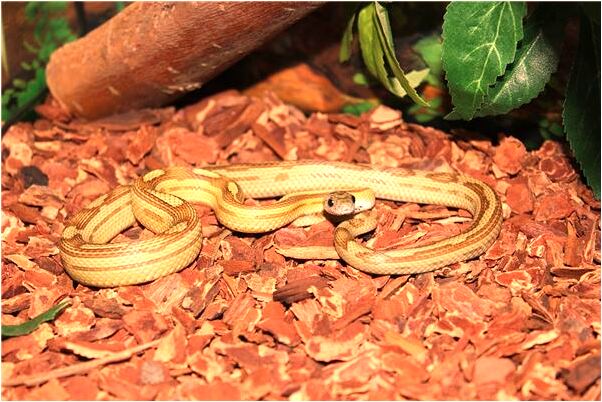 夢見康有為是什麼兆頭_周公解夢官網