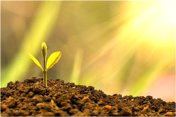 夢見猛見烏龜頭蛇會是什麼預兆_周公解夢官網