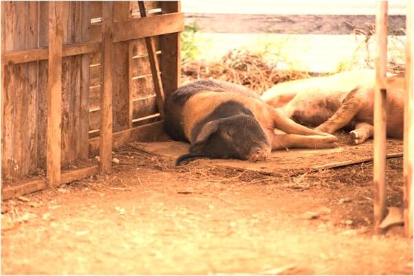 夢到被凍冰是什麼意思_周公解夢官網