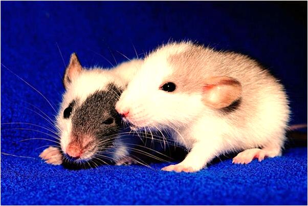 夢到以前好多同事有什麼意義嗎_周公解夢官網