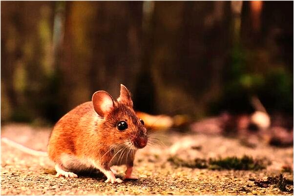 夢到付孕魚是凶兆還是吉兆_周公解夢官網