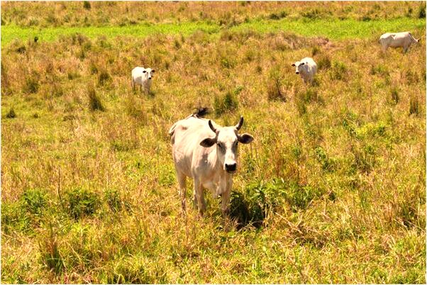 夢見跟情人老婆打架是什麼預兆_周公解夢官網