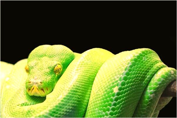 夢到蓋韭菜有什麼預兆_周公解夢官網