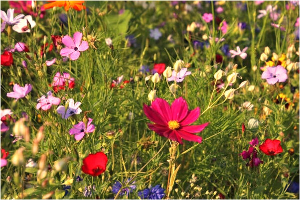 夢見肚子破了又縫上了有什麼徵兆_周公解夢官網