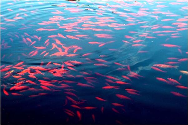 夢到了屋頂破裂漏雨怎么樣_周公解夢官網